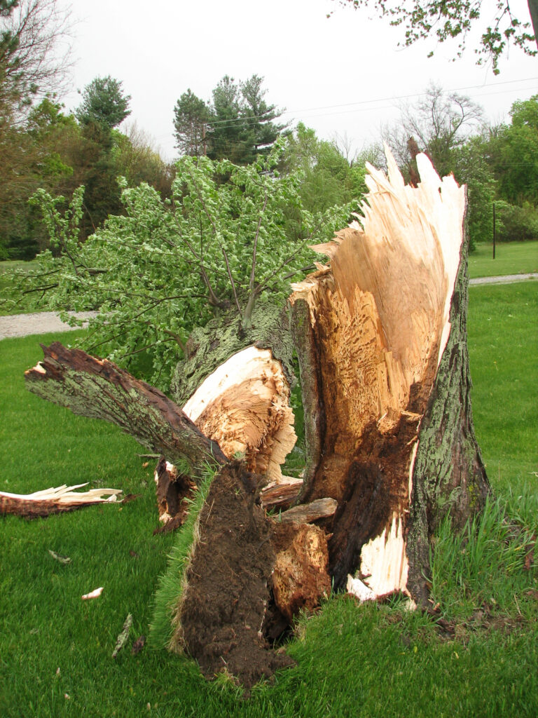 Tree broken by storm