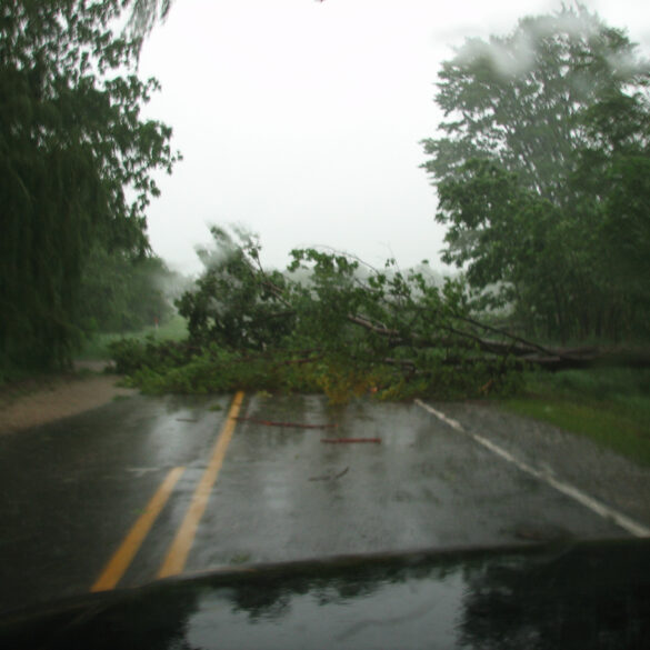 Trees down across the road