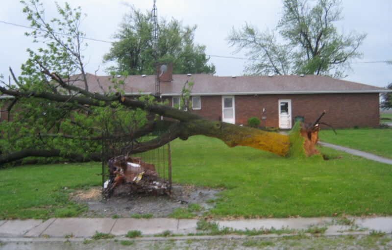 Trees Down