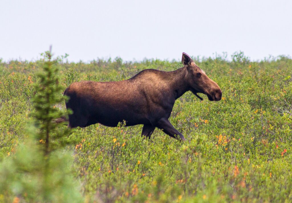 A moose walking through Denali National Park