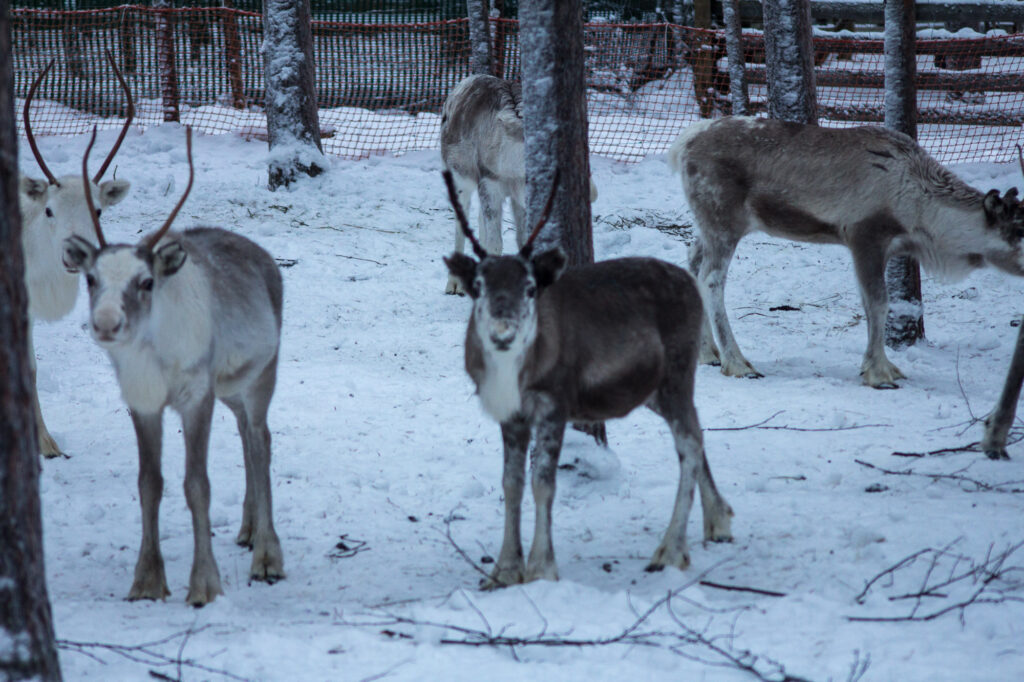 Reindeers