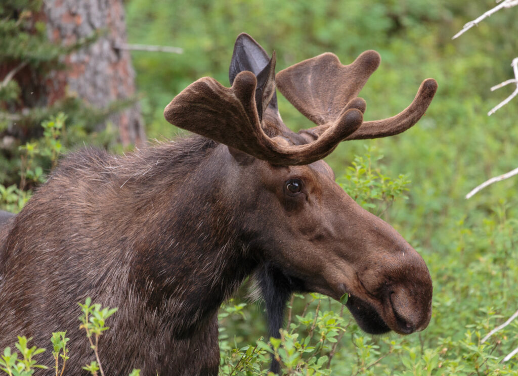 Moose