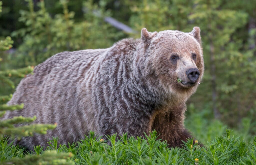 A Grizzly Bear along highway 40 in Peter Lougheed Provincal Park