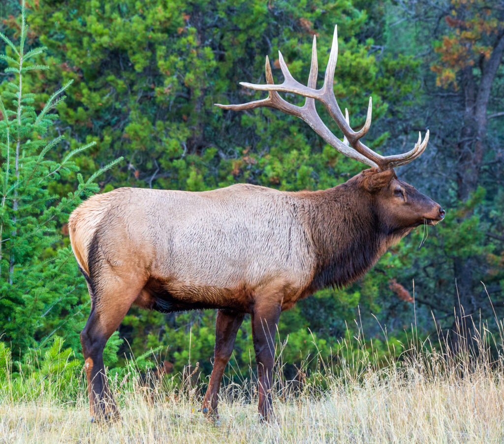 Bull Elk in Jasper National Park