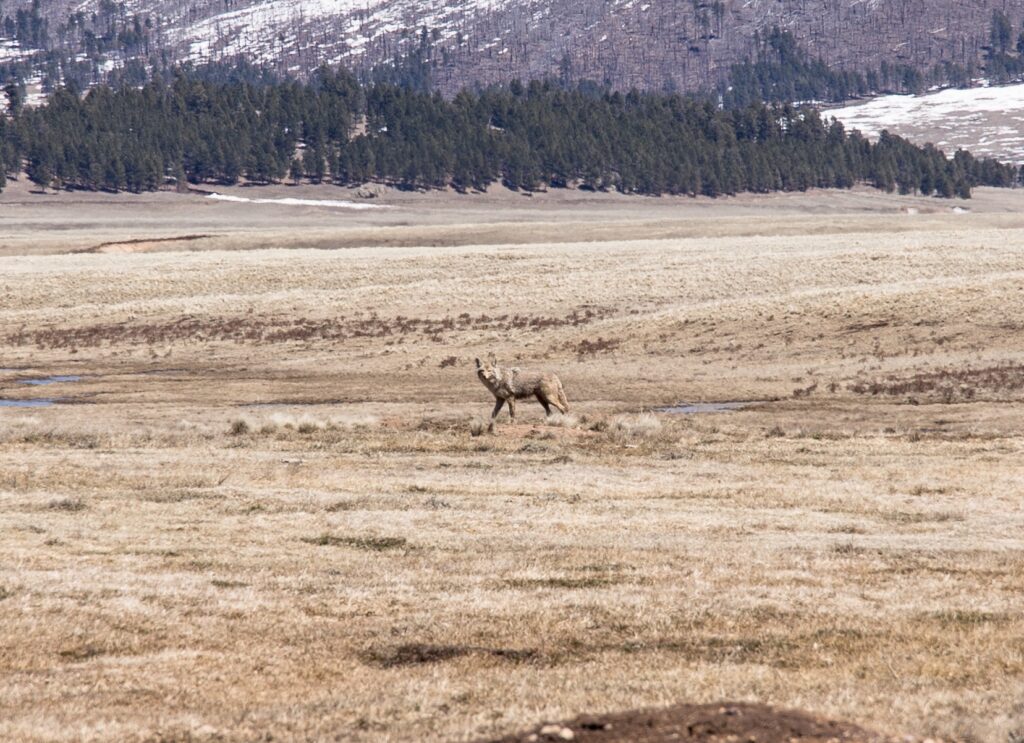 Coyote