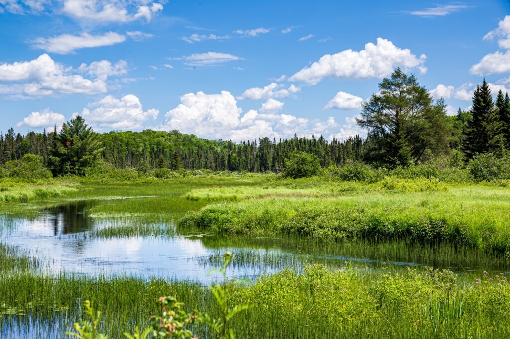 Upper Peninsula Landscape