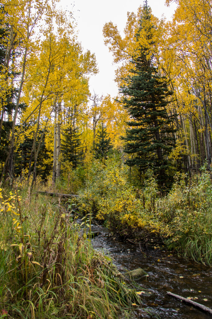 Leaves were almost at peak color