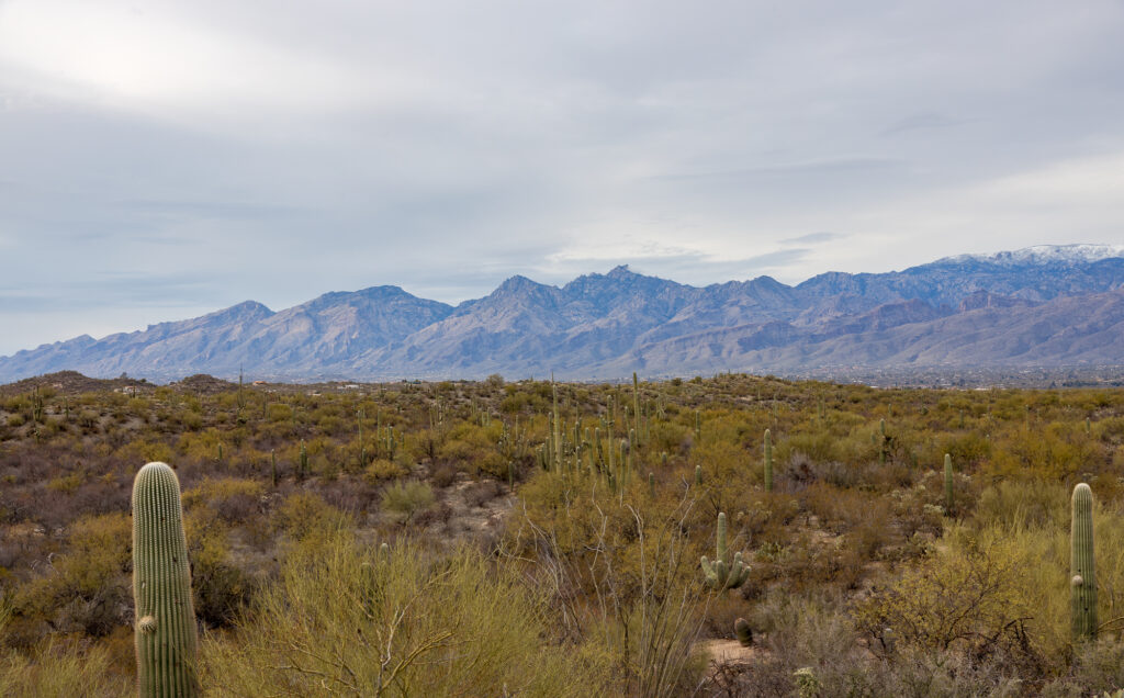 Arizona Mountains behind Saguaro Cactiip