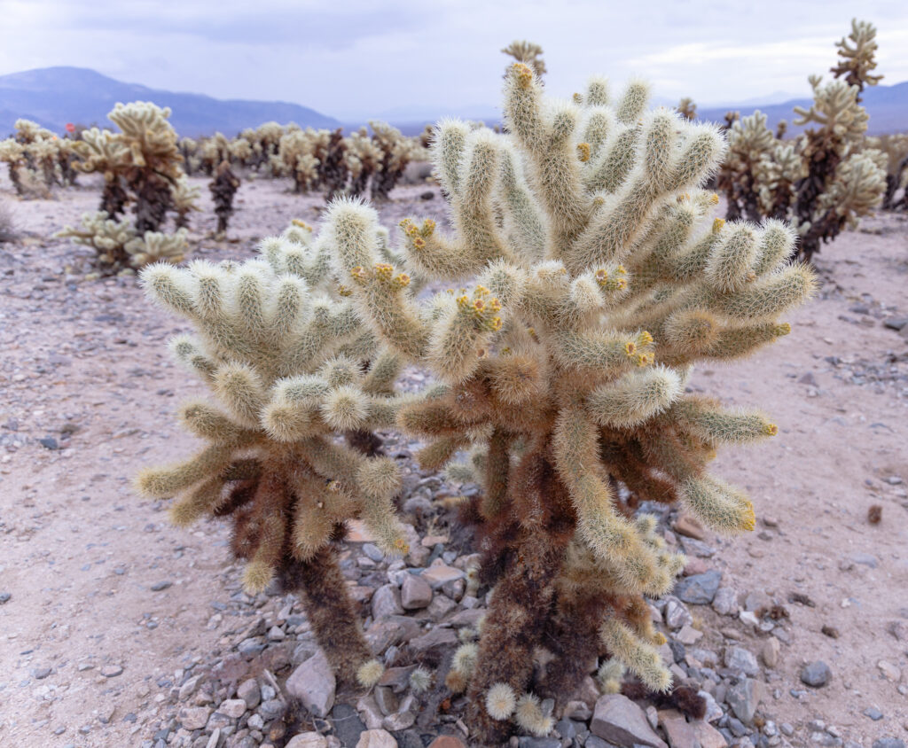 Silver Cholla Cactus